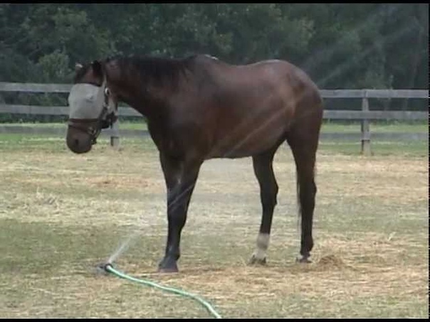 Horse showering in the Northview