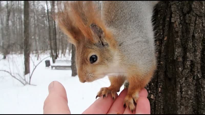 Про белку с растяжкой, About a squirrel with a good