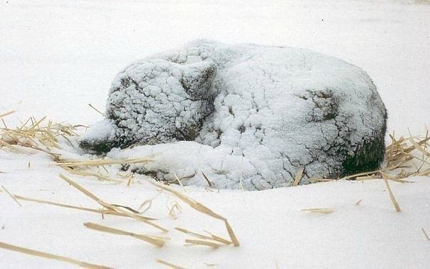 Нас было трое. Я мало что помню из тех времён, лишь тёмный холодный подвал, грязь и пыль вокруг. Помню, как мы с братиком и сестрой как можно крепче жались друг к другу, чтобы не умереть от