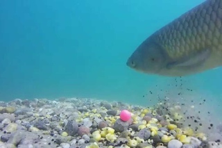 My carp fishing