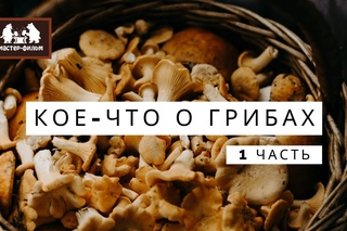 Кое-что о грибах. Первая серия