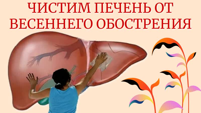 ЧИСТИМ ПЕЧЕНЬ ОТ ВЕСЕННЕГО ОБОСТРЕНИЯ, здоровье,