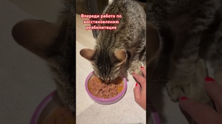 Муся вылезла из под кровати