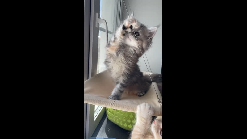 Мейн кун Afina Right Way, 2