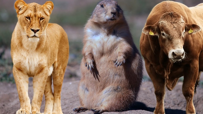 Familiar Animal Moments In Nature; Nutria, Lion, Snake, Monkey Relaxing