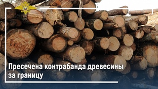 Пресечена деятельность преступного сообщества, занимавшегося контрабандой древесины за границу
