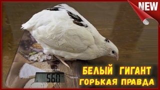 Проблемы содержания.  Подмосковный  белый гигант и Танюшкин бройлерный фараон.