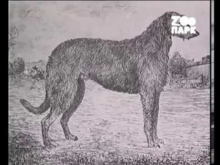 Породистый пес - Борзые и дирхаунды