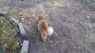 30 сентября 2021 г. Утро во дворе🐈🐕