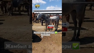 #жылкы #horse #equestrian #рек #shorts #ot #мал #4k #asmr