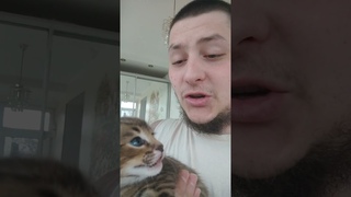 Встречайте малышка Каракет с характером.Little Caracat, caracal, shows character.