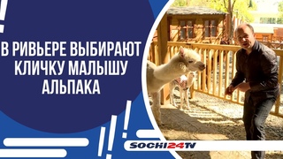 У АЛЬПАК В ПАРКЕ РИВЬЕРА ПОПОЛНЕНИЕ