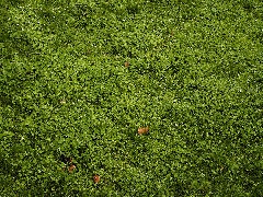 CM Grass 1
