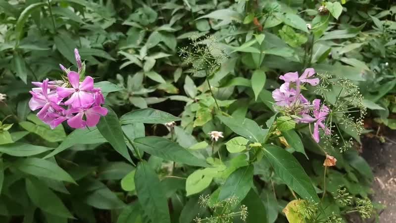 Клип Лето и её природа. ,Кристи,