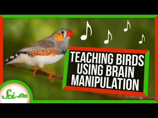 We Taught Birds to Sing by Altering Their Brains | SciShow News