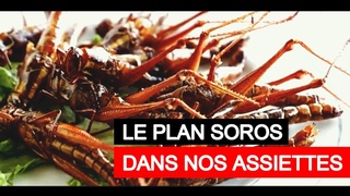 Des Insectes dans nos Assiettes