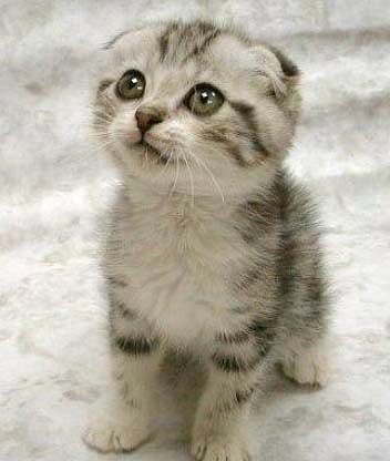 Дмитрий Погодин Дмитриевич | Чапаевск