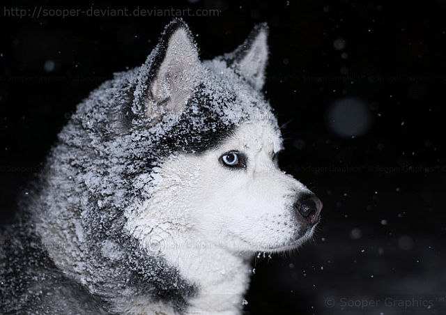 Наталья Павлова | Новосибирск