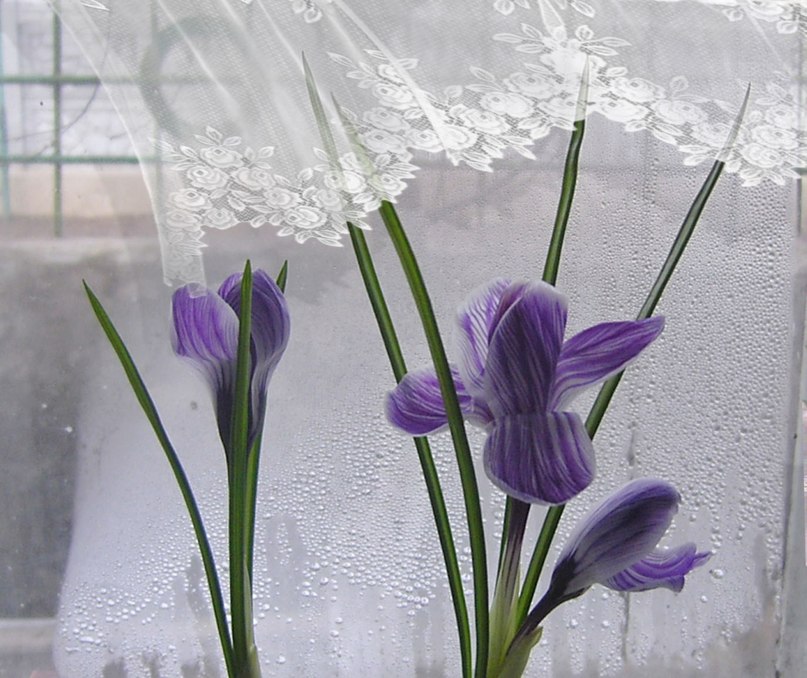 Лариса Светлова | Великий Новгород