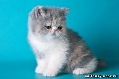 Мария Рассохина | Барнаул