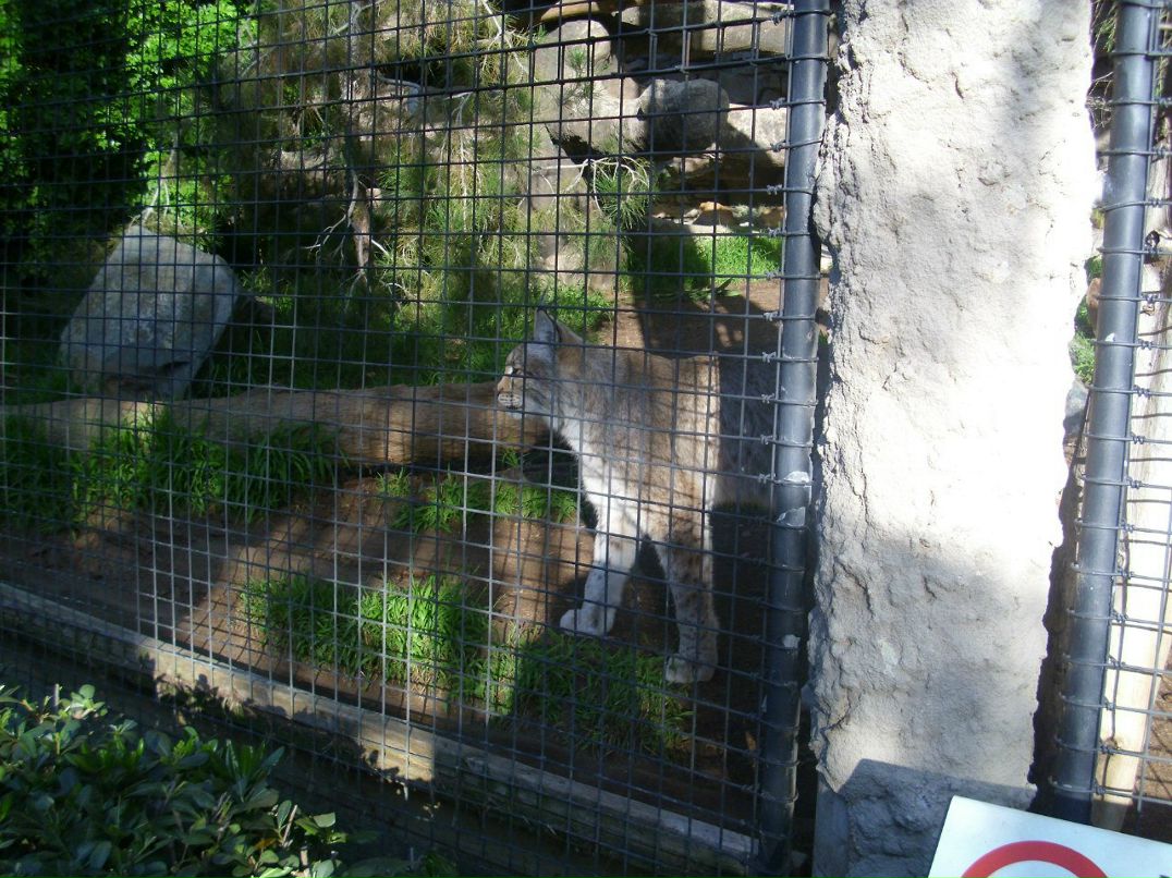 Alexandr Oseev | Magdeburg