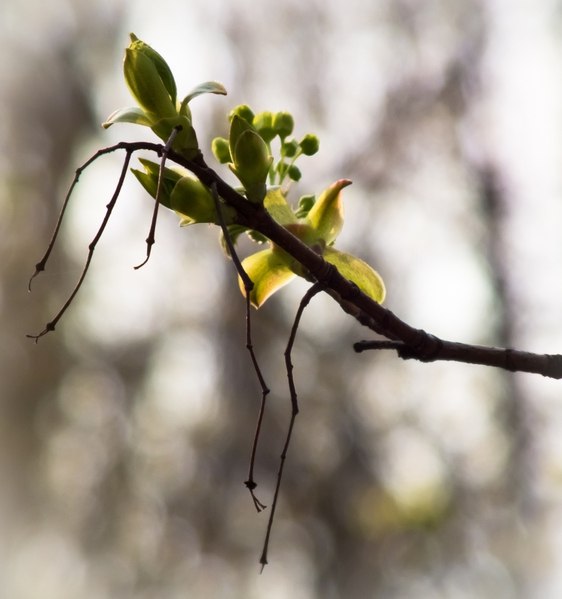 Yana Mayorova | Санкт-Петербург