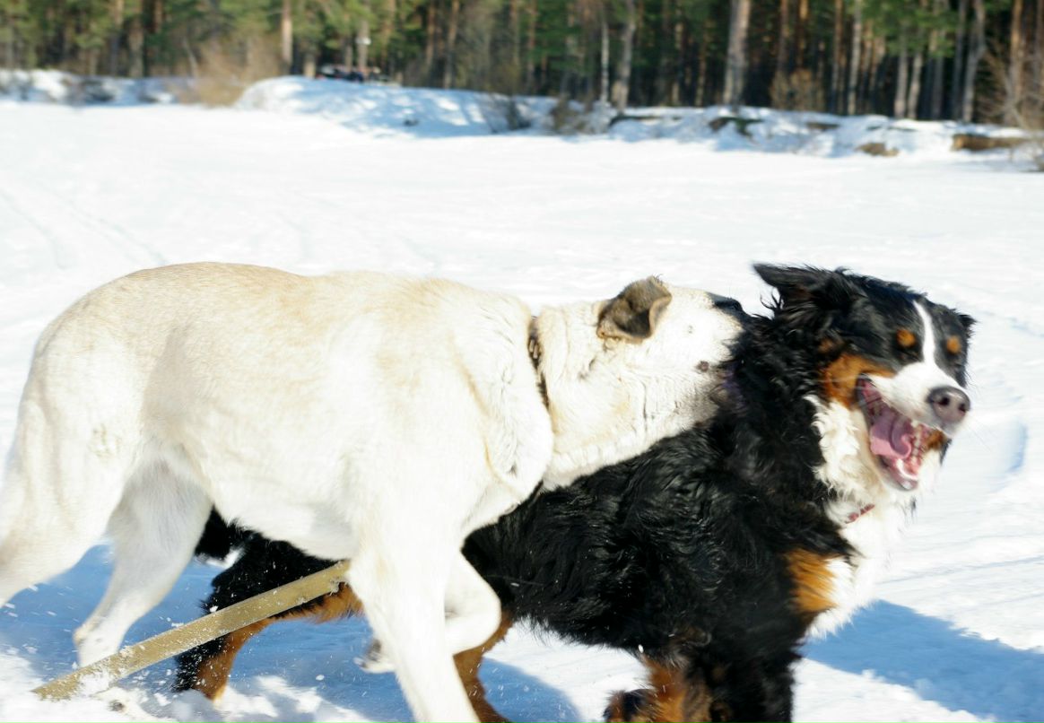 Дмитрий Андреев | Череповец