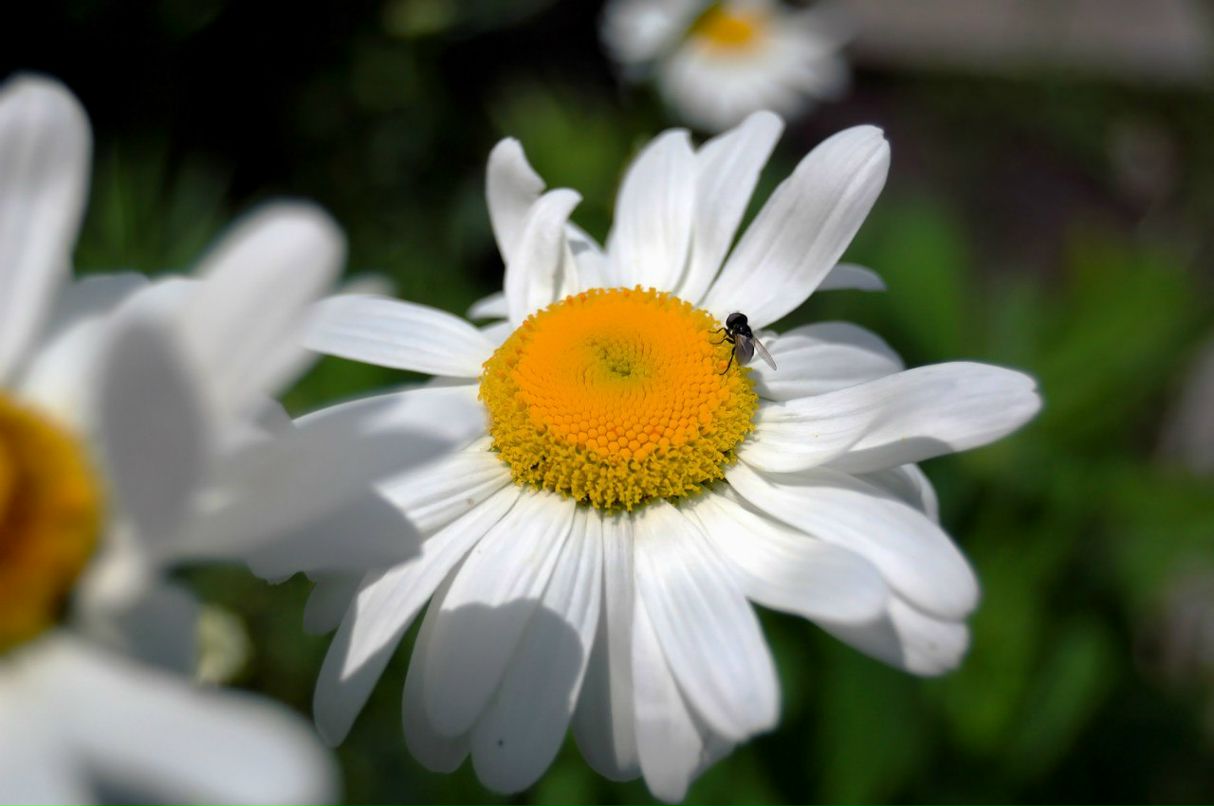 Сергей Пынтя | Ухта