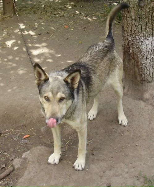 №59, Коля Колядюк, Кортелесы №59, Коля Колядюк, Кортелесы