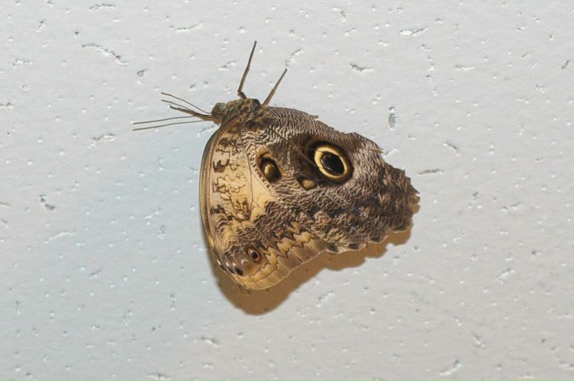 Дмитрий Кузьменко | Каргополь