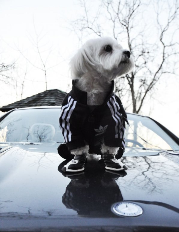 Алексей Гораш hero entrances | Пермь