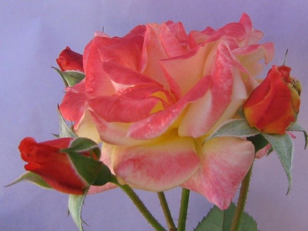 Елена Югова | Бузулук