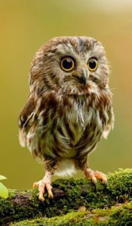 Данил Веселов | Санкт-Петербург