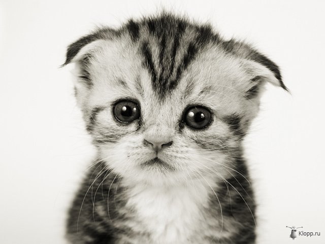 Мария Манойло | Москва