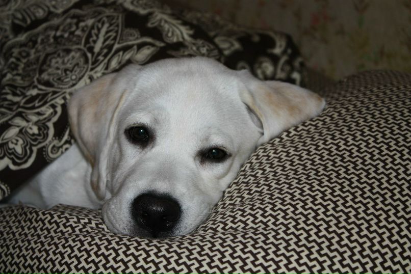 Николай Гаспирович | Санкт-Петербург