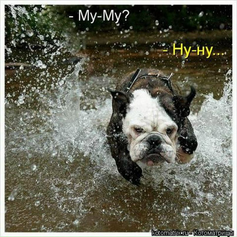 Елена Жилина + Английский БУЛЬДОГ+ | Praha