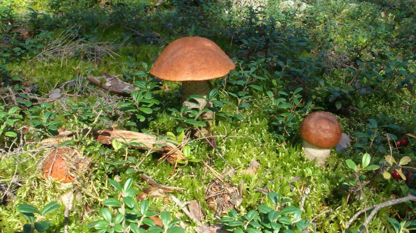 Илья Левин MultiBrand-Auto.ru | Санкт-Петербург