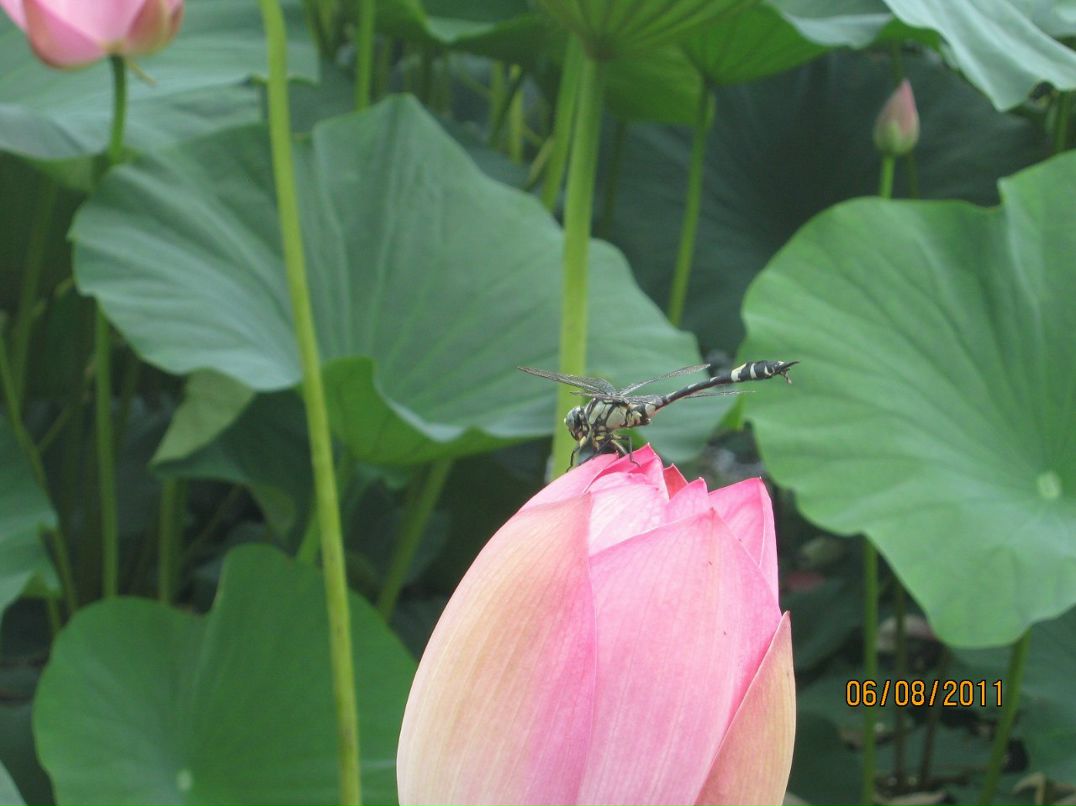 Алексей Михеев | Уссурийск