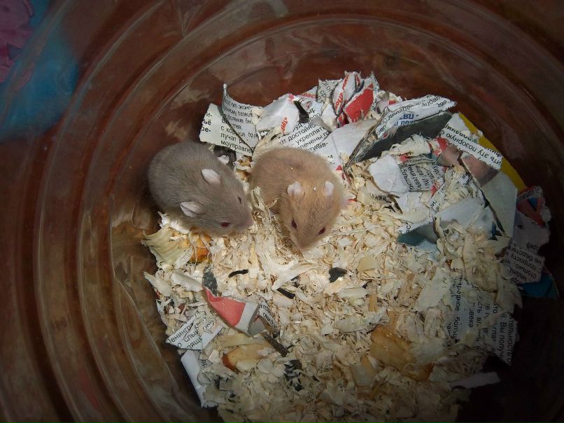 Надежда Сукачёва | Пестравка