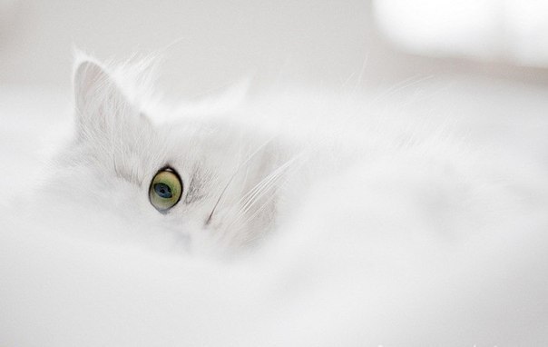 Виктория Троицкая ☆~Vi~☆ | Москва