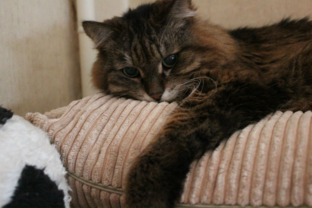 Дмитрий Макаркин | Москва