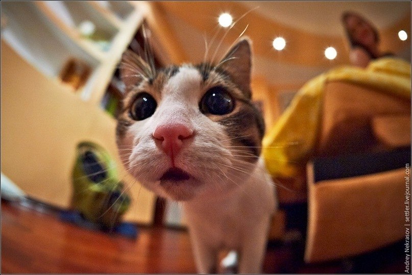 Никита Тихонов • GOLD • | Великий Новгород