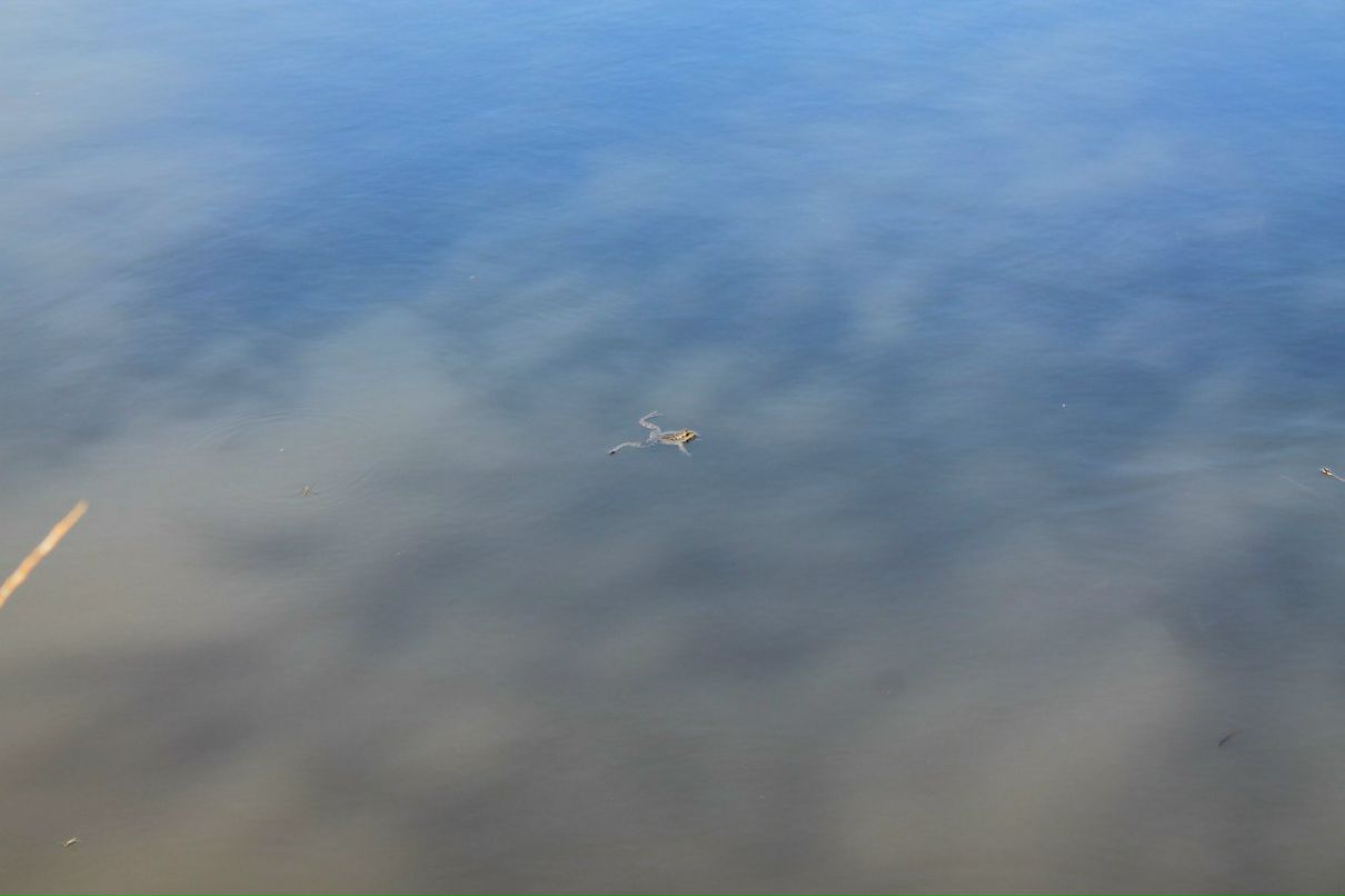 Владислав Краснобрыжий firevsk | Каменское / Днепродзержинск