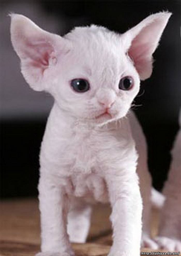 Елена Грачева | Белгород