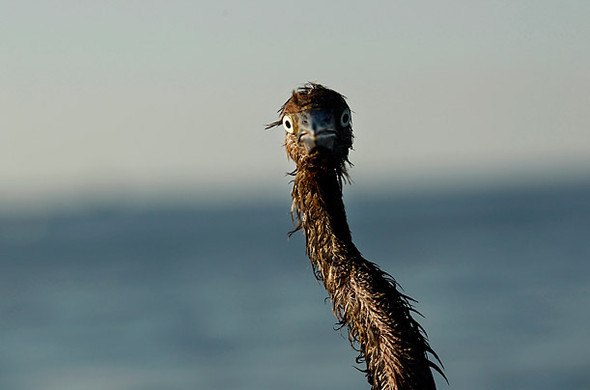 Анна Кузнецова | 