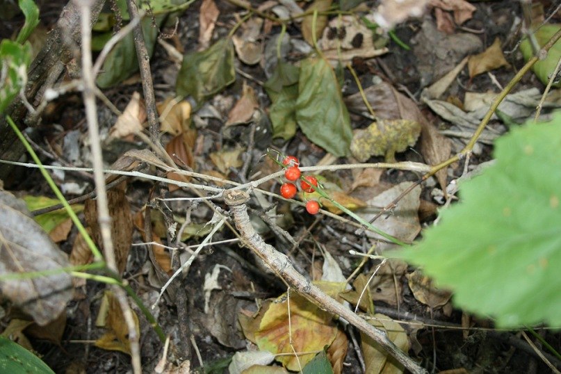 Маргарита Иванова | Москва