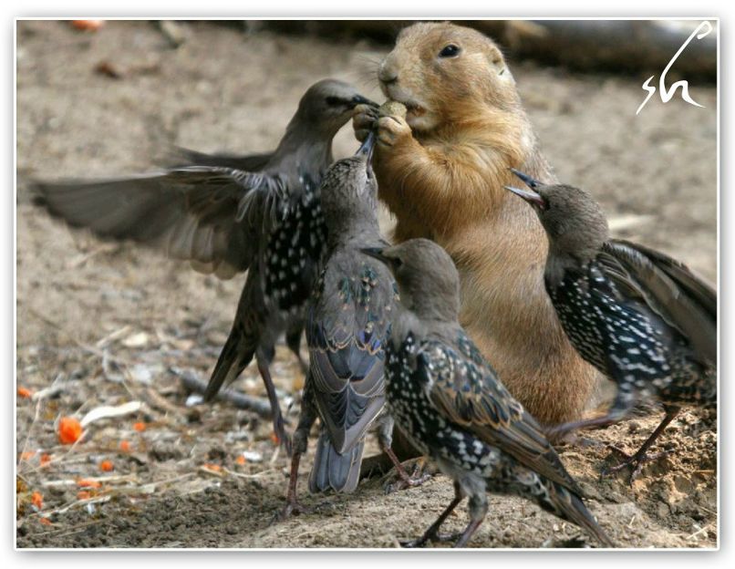 Александр Сысунов | 