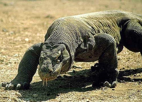 №27, Lorak Benison, 105 лет, Иерусалим №27, Lorak Benison, 105 лет, Иерусалим