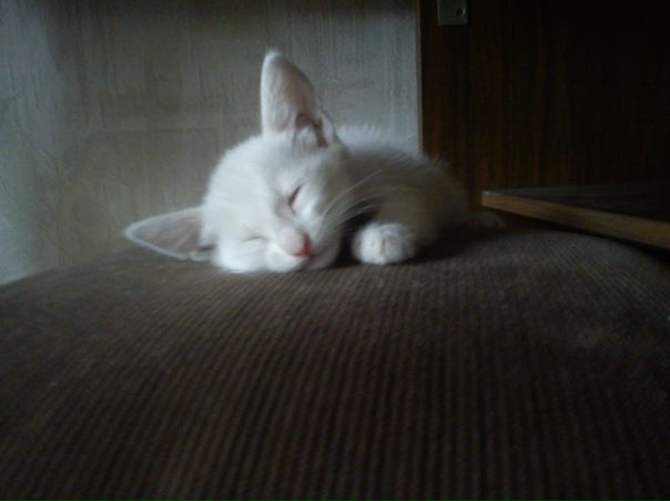 №30, Апельсиновая Вкусняшка, 37 лет №30, Апельсиновая Вкусняшка, 37 лет