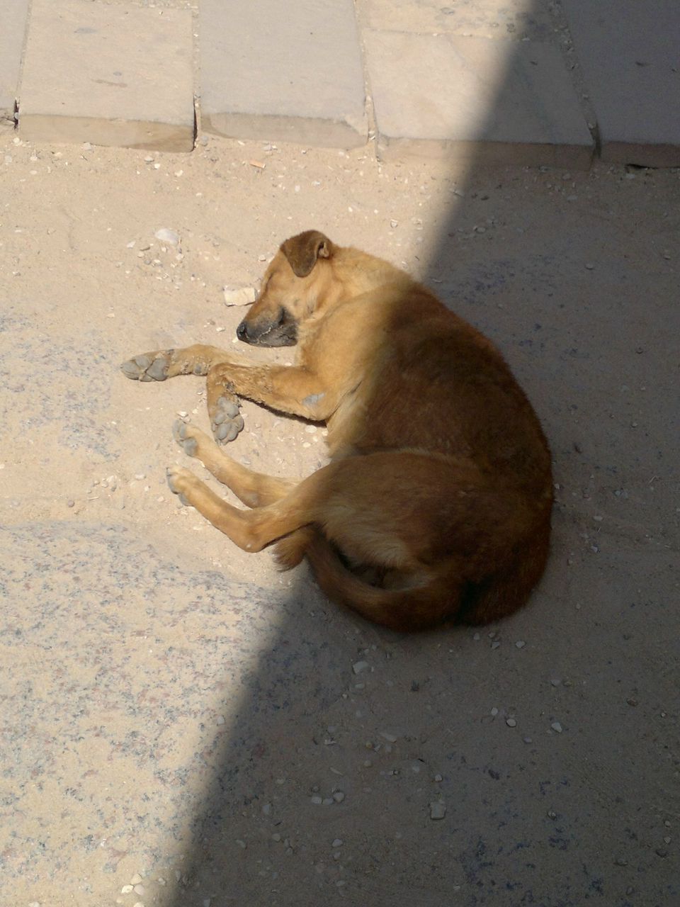 Денис Даценко Serjant | Мурманск